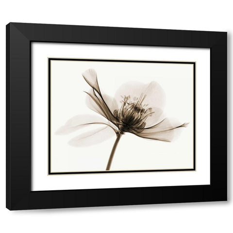 Hellebore II Black Modern Wood Framed Art Print with Double Matting by Coop, Robert