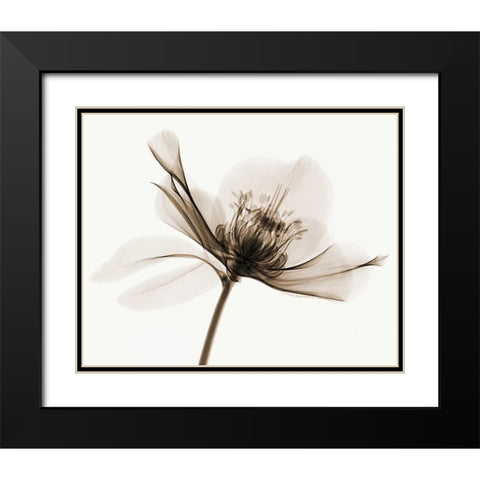 Hellebore II Black Modern Wood Framed Art Print with Double Matting by Coop, Robert