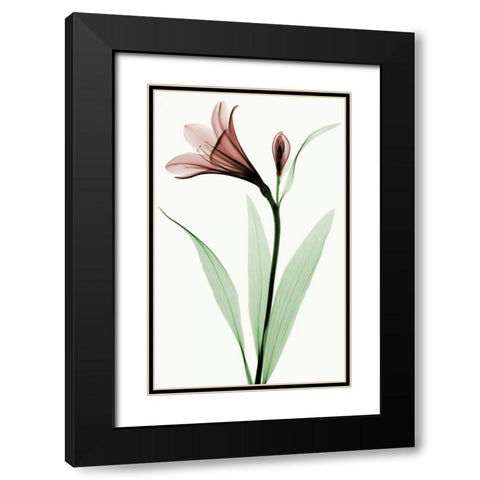 Lily I Black Modern Wood Framed Art Print with Double Matting by Coop, Robert
