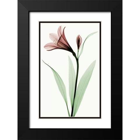 Lily I Black Modern Wood Framed Art Print with Double Matting by Coop, Robert