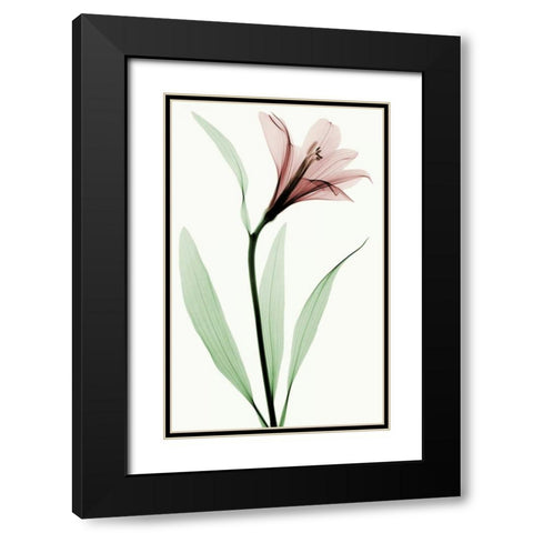 Lily II Black Modern Wood Framed Art Print with Double Matting by Coop, Robert