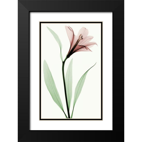 Lily II Black Modern Wood Framed Art Print with Double Matting by Coop, Robert