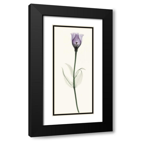 Lisianthus Black Modern Wood Framed Art Print with Double Matting by Coop, Robert