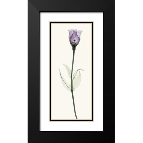 Lisianthus Black Modern Wood Framed Art Print with Double Matting by Coop, Robert