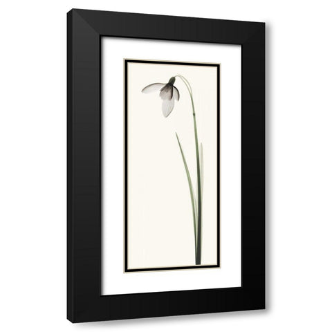 Snowdrop I Black Modern Wood Framed Art Print with Double Matting by Coop, Robert