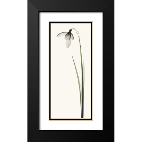 Snowdrop I Black Modern Wood Framed Art Print with Double Matting by Coop, Robert