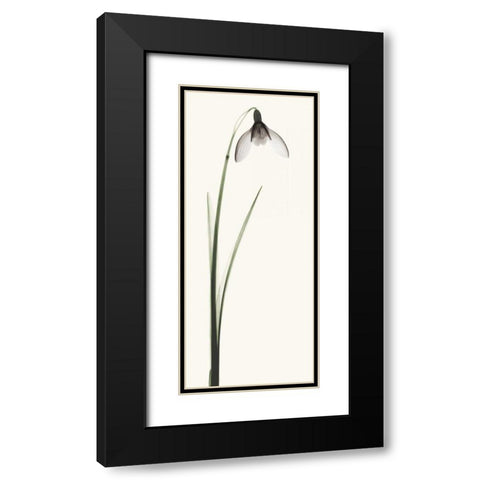 Snowdrop II Black Modern Wood Framed Art Print with Double Matting by Coop, Robert
