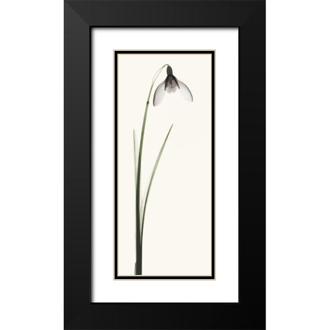 Snowdrop II Black Modern Wood Framed Art Print with Double Matting by Coop, Robert