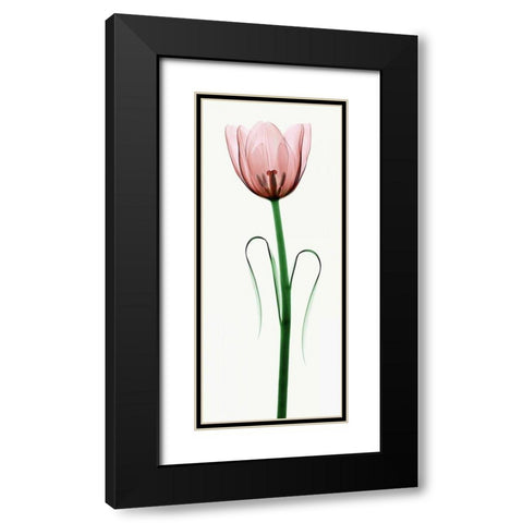 Tulip I Black Modern Wood Framed Art Print with Double Matting by Coop, Robert