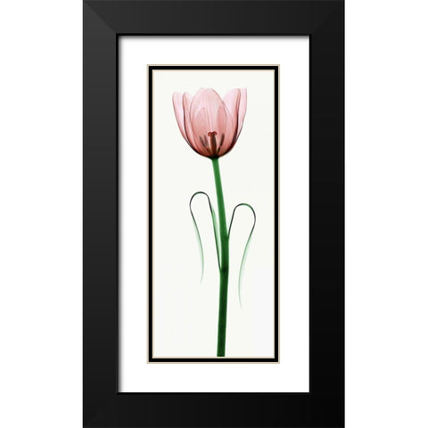 Tulip I Black Modern Wood Framed Art Print with Double Matting by Coop, Robert