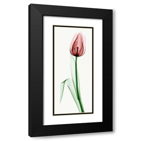 Tulip II Black Modern Wood Framed Art Print with Double Matting by Coop, Robert