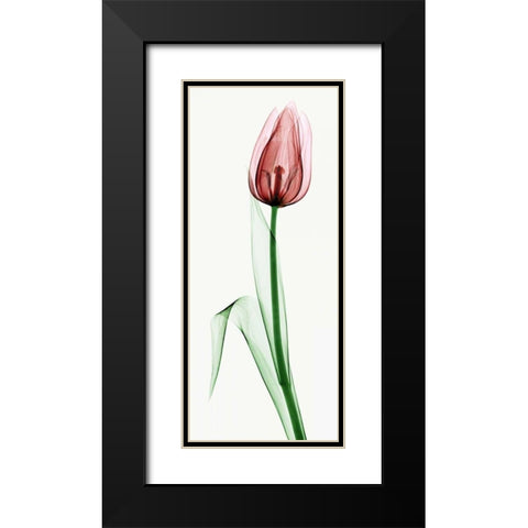 Tulip II Black Modern Wood Framed Art Print with Double Matting by Coop, Robert
