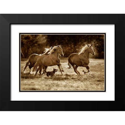 Paso Horses Black Modern Wood Framed Art Print with Double Matting by Dearing, Lisa