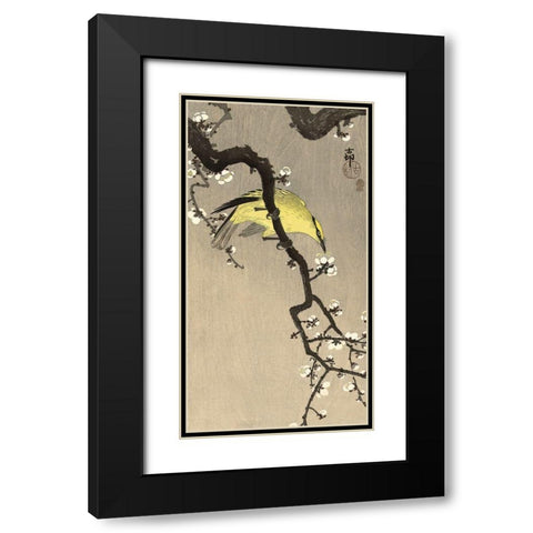 Chinese Wielewaal on Plum Blossom Branch, 1900-1910 Black Modern Wood Framed Art Print with Double Matting by Koson, Ohara