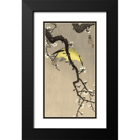 Chinese Wielewaal on Plum Blossom Branch, 1900-1910 Black Modern Wood Framed Art Print with Double Matting by Koson, Ohara