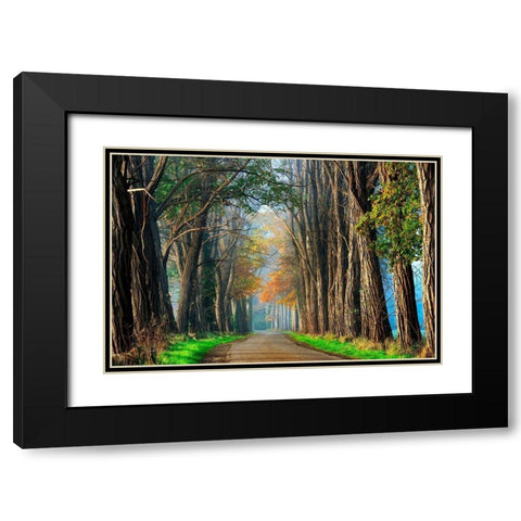 Acacias in Autumn Black Modern Wood Framed Art Print with Double Matting by Van de Goor, Lars