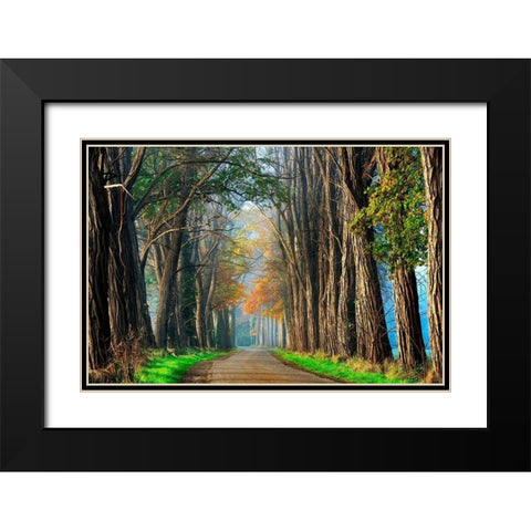 Acacias in Autumn Black Modern Wood Framed Art Print with Double Matting by Van de Goor, Lars