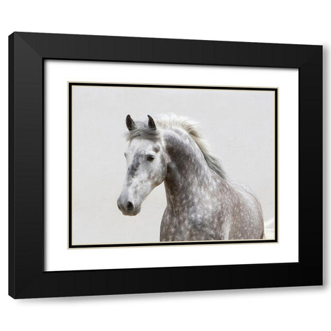 Grey Meadow Horse Black Modern Wood Framed Art Print with Double Matting by Walker, Carol