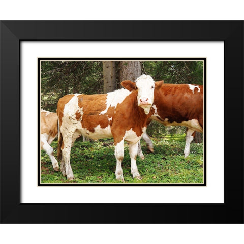 Swiss Cows Black Modern Wood Framed Art Print with Double Matting by Hyler, JB