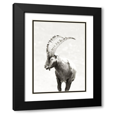 Mountain Goat Black Modern Wood Framed Art Print with Double Matting by SD Graphics Studio