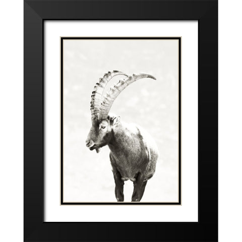 Mountain Goat Black Modern Wood Framed Art Print with Double Matting by SD Graphics Studio