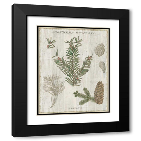 Woodland Chart II Black Modern Wood Framed Art Print with Double Matting by Schlabach, Sue