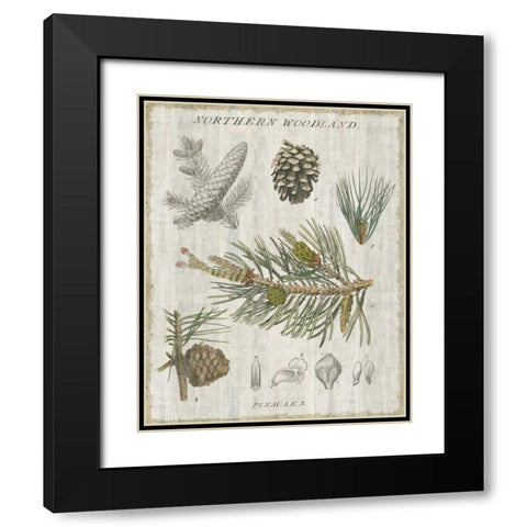 Woodland Chart III Black Modern Wood Framed Art Print with Double Matting by Schlabach, Sue