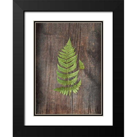 Woodland Fern IV Black Modern Wood Framed Art Print with Double Matting by Schlabach, Sue