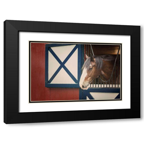 Patriotic Pony I Black Modern Wood Framed Art Print with Double Matting by Urquhart, Elizabeth