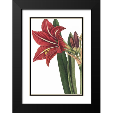 Botanique I no Words Black Modern Wood Framed Art Print with Double Matting by Wild Apple Portfolio