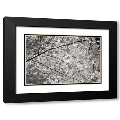 Foliage II Black Modern Wood Framed Art Print with Double Matting by Majchrowicz, Alan