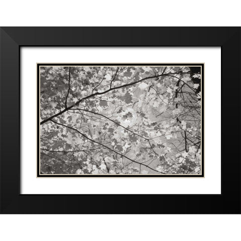 Foliage II Black Modern Wood Framed Art Print with Double Matting by Majchrowicz, Alan