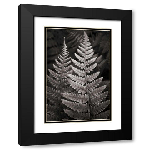 Lady Fern I Black Modern Wood Framed Art Print with Double Matting by Audit, Lisa
