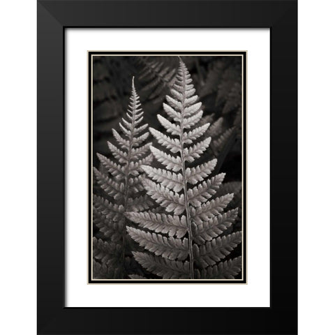 Lady Fern I Black Modern Wood Framed Art Print with Double Matting by Audit, Lisa