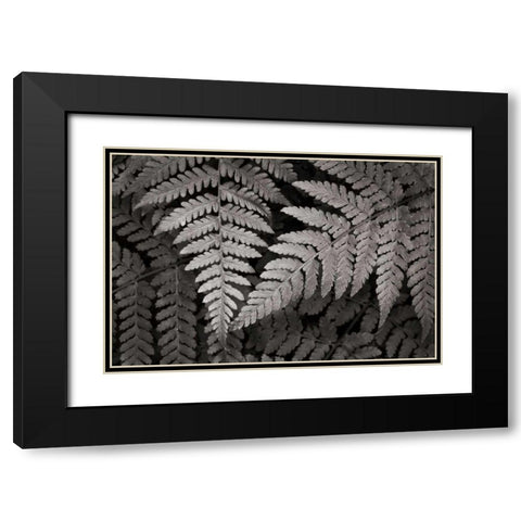 Lady Fern II Black Modern Wood Framed Art Print with Double Matting by Audit, Lisa
