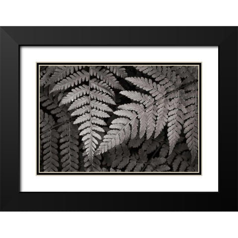 Lady Fern II Black Modern Wood Framed Art Print with Double Matting by Audit, Lisa