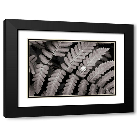Oak Fern Black Modern Wood Framed Art Print with Double Matting by Audit, Lisa