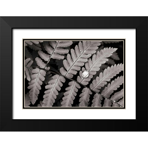 Oak Fern Black Modern Wood Framed Art Print with Double Matting by Audit, Lisa