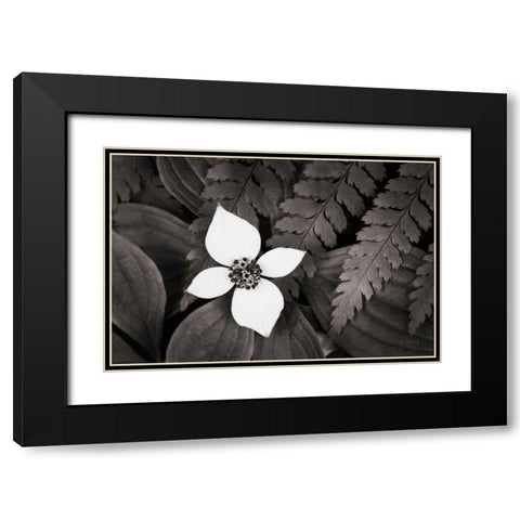 Bunchberry and Ferns I BW Black Modern Wood Framed Art Print with Double Matting by Audit, Lisa
