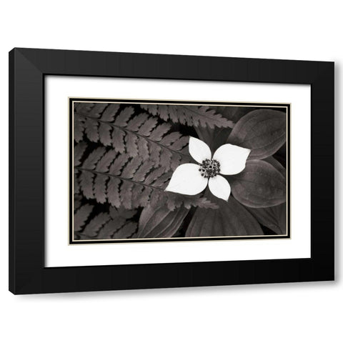 Bunchberry and Ferns II BW Black Modern Wood Framed Art Print with Double Matting by Audit, Lisa