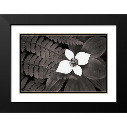 Bunchberry and Ferns II BW Black Modern Wood Framed Art Print with Double Matting by Audit, Lisa