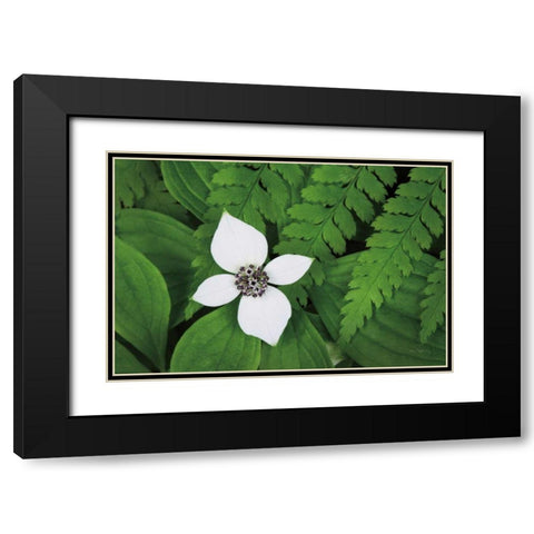 Bunchberry and Ferns I color Black Modern Wood Framed Art Print with Double Matting by Audit, Lisa