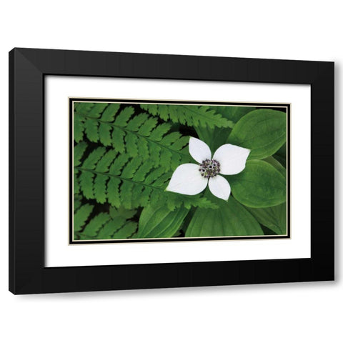 Bunchberry and Ferns II color Black Modern Wood Framed Art Print with Double Matting by Audit, Lisa
