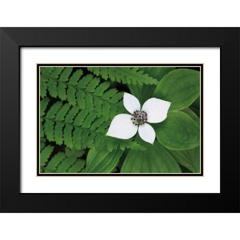 Bunchberry and Ferns II color Black Modern Wood Framed Art Print with Double Matting by Audit, Lisa