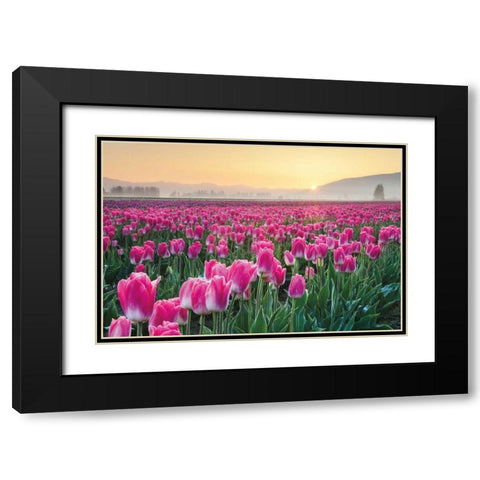 Skagit Valley Tulips I Black Modern Wood Framed Art Print with Double Matting by Audit, Lisa