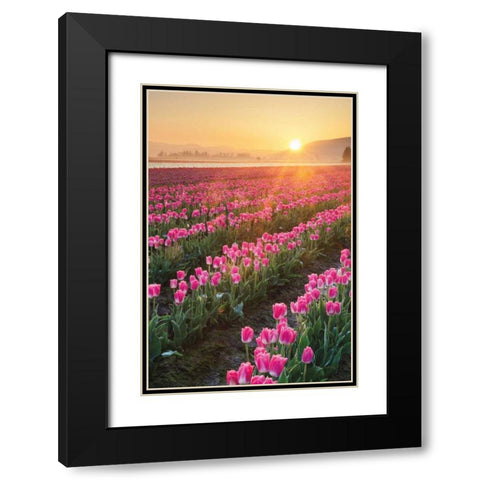 Skagit Valley Tulips II Black Modern Wood Framed Art Print with Double Matting by Audit, Lisa
