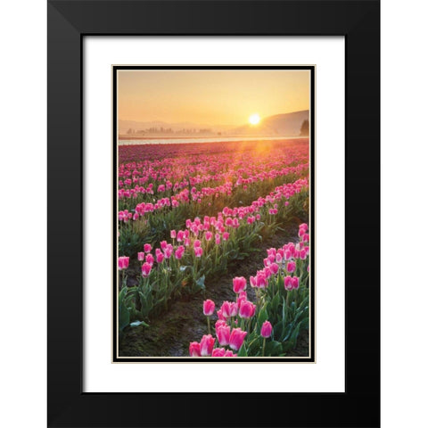 Skagit Valley Tulips II Black Modern Wood Framed Art Print with Double Matting by Audit, Lisa