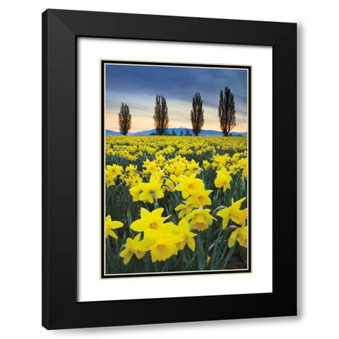 Skagit Valley Daffodils I Black Modern Wood Framed Art Print with Double Matting by Audit, Lisa