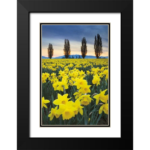 Skagit Valley Daffodils I Black Modern Wood Framed Art Print with Double Matting by Audit, Lisa
