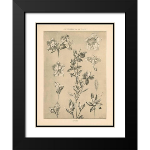 Lithograph Florals I Black Modern Wood Framed Art Print with Double Matting by Wild Apple Portfolio